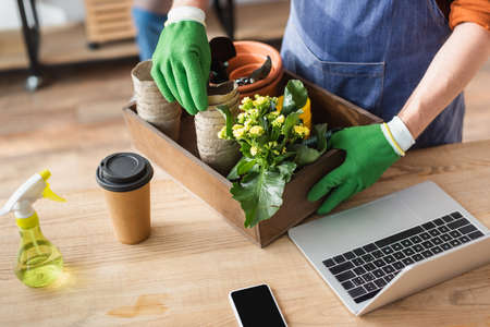 Cropped view of florist in gloves holding box with gardening tools and flower near devices in shopの写真素材