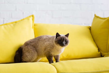 furry cat sitting on yellow couch with soft pillowsの写真素材