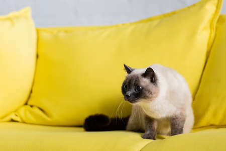 fluffy had looking away on yellow sofa in living roomの写真素材