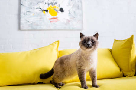 fluffy cat on yellow sofa near blurred picture on white wallの写真素材