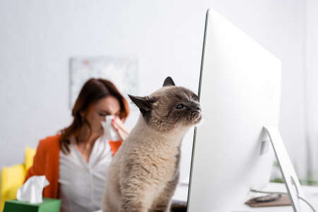 selective focus of fluffy cat near computer monitor and blurred woman suffering from allergyの写真素材