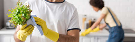 cropped view of man in rubber gloves holding rag and green plant in flowerpot