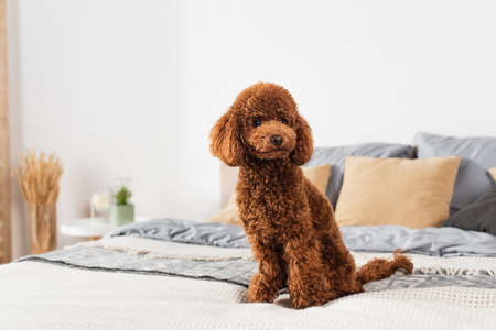 groomed poodle sitting on bed at homeの写真素材