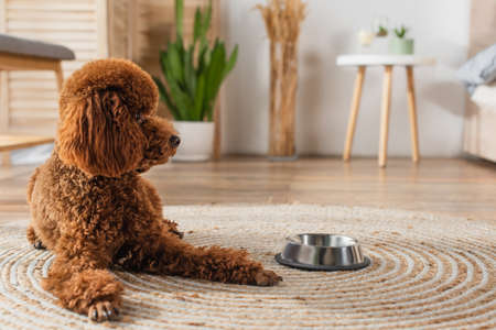 brown poodle lying near metallic bowl on round rattan carpetの写真素材