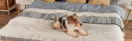 curly wirehaired fox terrier lying on blanket in bedroom, bannerの写真素材