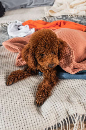 brown poodle lying on modern clothes in the bedroomの写真素材