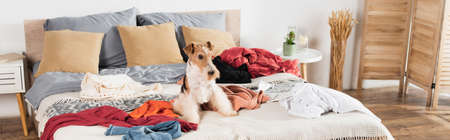 wirehaired fox terrier lying on messy bed around clothes, bannerの写真素材