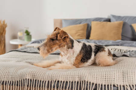 curly wirehaired fox terrier lying on modern bedの写真素材