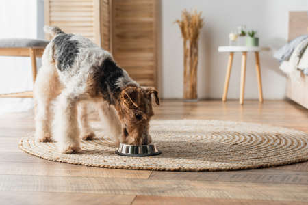 wirehaired fox terrier eating pet food from bowl on round rattan carpetの写真素材
