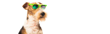 curly and purebred fox terrier in stylish sunglasses isolated on white, bannerの写真素材