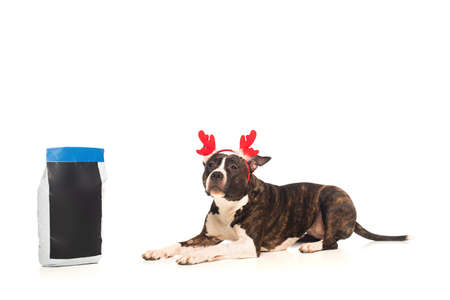 american staffordshire terrier in reindeer antlers headband lying near bag with pet food on whiteの写真素材