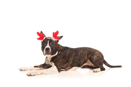american staffordshire terrier in reindeer antlers headband lying isolated on whiteの写真素材
