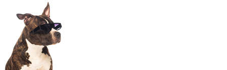 american staffordshire terrier in stylish sunglasses isolated on white, bannerの写真素材