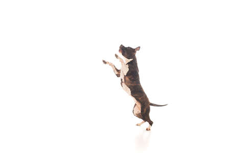 purebred american staffordshire terrier jumping on whiteの写真素材