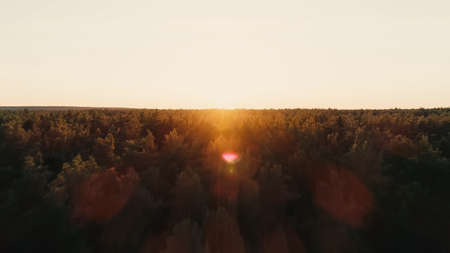 Aerial view of forest and sunset skyの写真素材