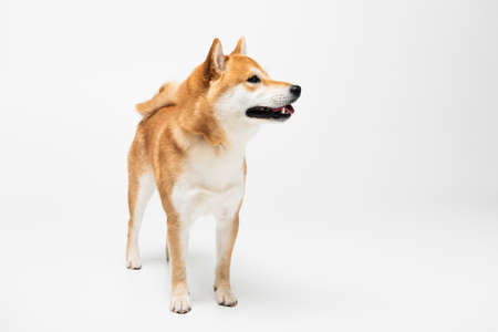 Shiba inu dog standing on white backgroundの写真素材