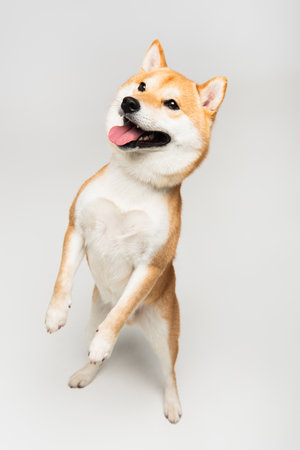 funny shiba inu dog standing on hind legs and sticking out tongue on gray backgroundの写真素材