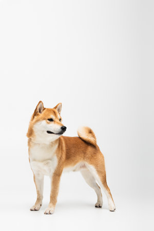 Shiba inu dog looking away on white background with copy spaceの写真素材