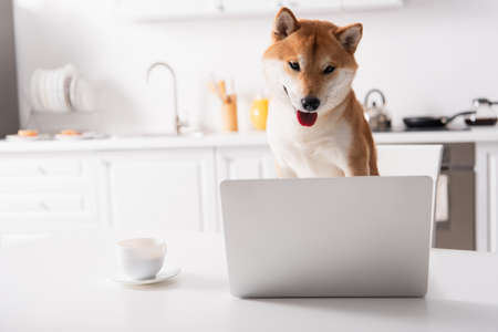 shiba inu dog looking at computer near cup of coffee on kitchen tableの写真素材