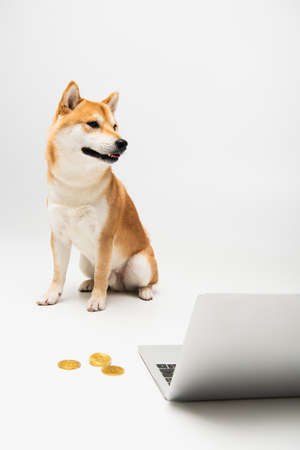 shiba inu dog looking away while sitting near laptop and golden bitcoins on light gray backgroundの写真素材