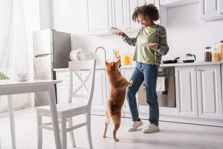 funny shiba inu dog standing on hind legs near cheerful african american woman with breakfastの写真素材