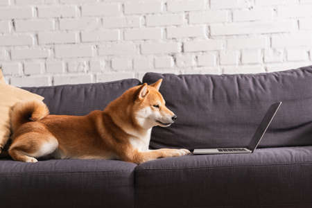 Shiba inu lying near laptop and pillow on couch at homeの写真素材