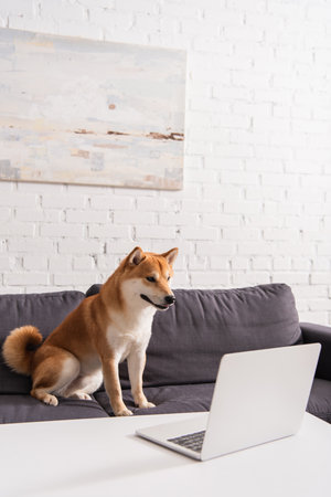 Shiba inu dog sitting on couch near laptop on coffee table in living roomの写真素材