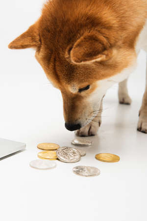 KYIV, UKRAINE - DECEMBER 22, 2021: shiba inu dog smelling silver and golden bitcoins on light gray backgroundのeditorial素材