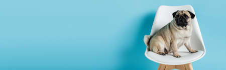 fawn color pug sitting on white chair on blue background with copy space, bannerの写真素材