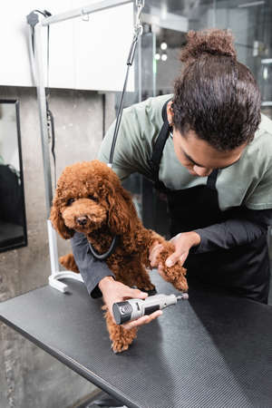 african american groomer polishing claws of poodle with electric grinderの写真素材