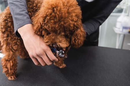 partial view of african american man cutting claws of brown poodle in salonの写真素材