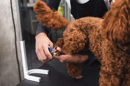 partial view of african american man cutting claws of brown dog in grooming salonの写真素材