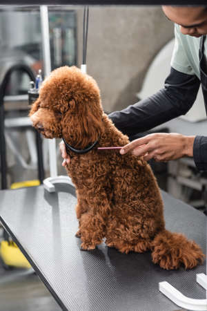 partial view of african american man brushing poodle sitting on grooming tableの写真素材