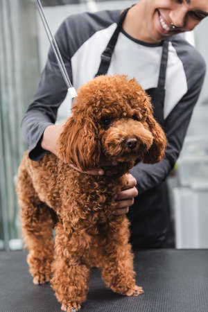 partial view of african american groomer cuddling poodle in pet salonの写真素材