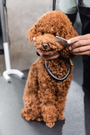 partial view of african american groomer brushing muzzle of poodle with combの写真素材