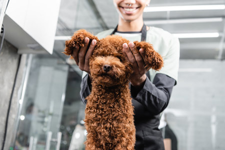 cropped view of smiling african american groomer holding ears of brown poodleの写真素材