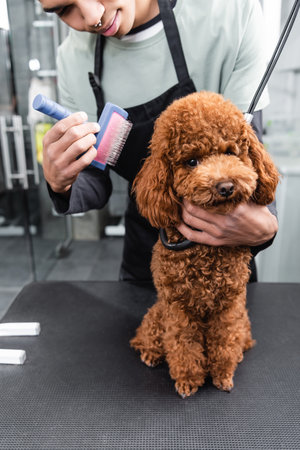 cropped view of african american pet barber grooming brown poodle in pet salonの素材 [FY310183452963]