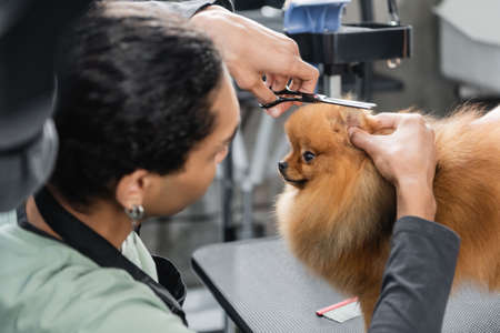 young african american groomer trimming pomeranian spitz with scissorsの写真素材