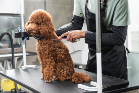 partial view of african american groomer in apron brushing brown poodle with combの写真素材