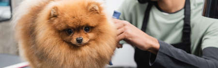 fluffy pomeranian spitz near cropped african american groomer in pet salon, bannerの写真素材