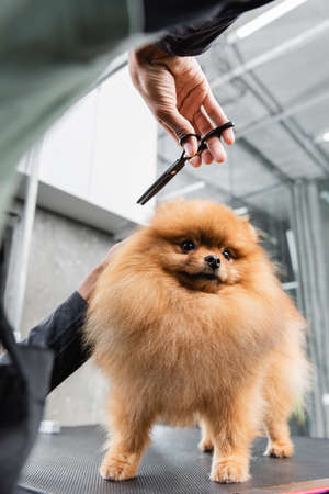 partial view of african american groomer with scissors near funny pomeranian spitzの写真素材