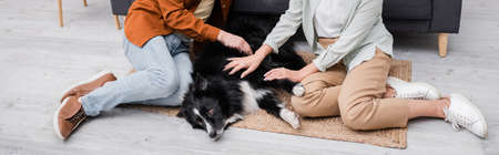Cropped view of couple petting border collie near couch at home, bannerの写真素材