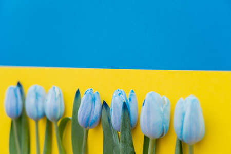 Blurred tulips on ukrainian flag with copy spaceの写真素材