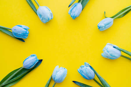 Top view of frame from blue tulips on yellow backgroundの写真素材