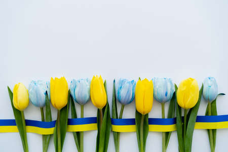 Top view of blue and yellow tulips and ribbon on white backgroundの写真素材