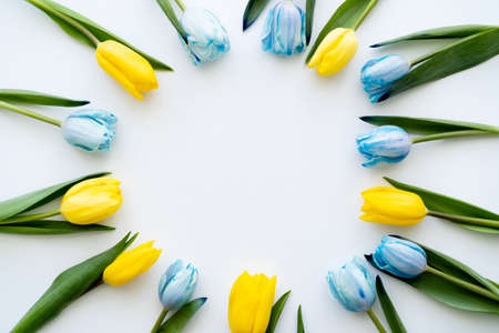 Top view of frame from blue and yellow tulips on white backgroundの写真素材