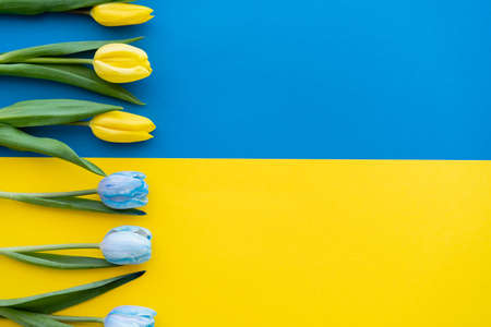Top view of row of blue and yellow tulips on ukrainian flagの写真素材