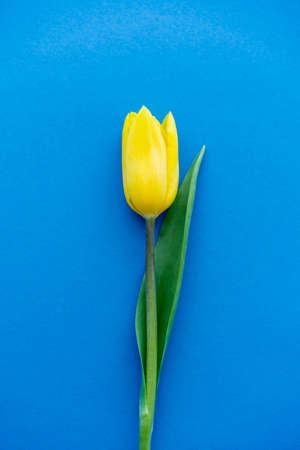 Top view of yellow tulip flower on blue backgroundの写真素材