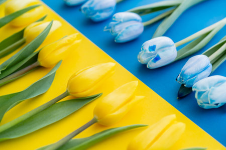 Close up view of blurred rows of tulips on ukrainian flagの写真素材
