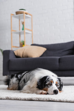 australian shepherd dog lying on carpet near sofa in modern living roomの写真素材